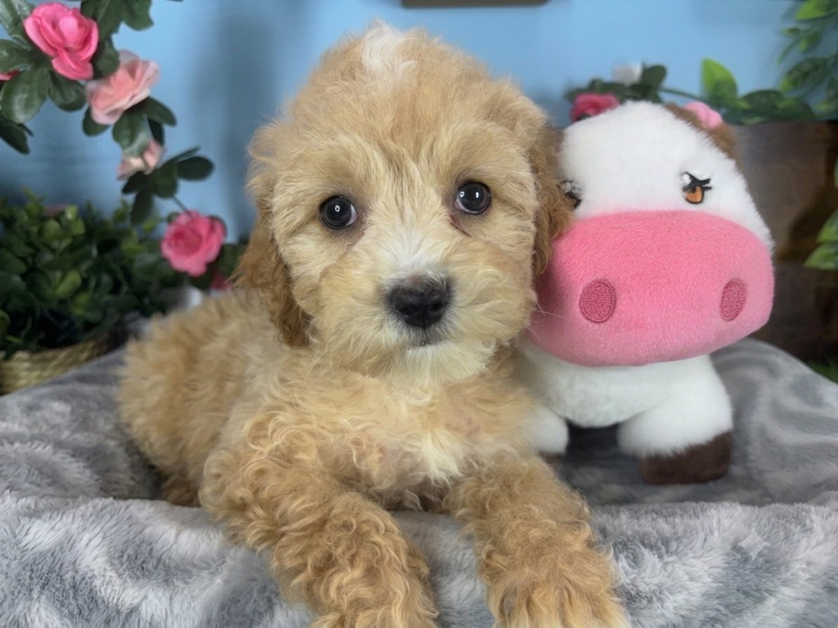 Connecticut puppies for sale