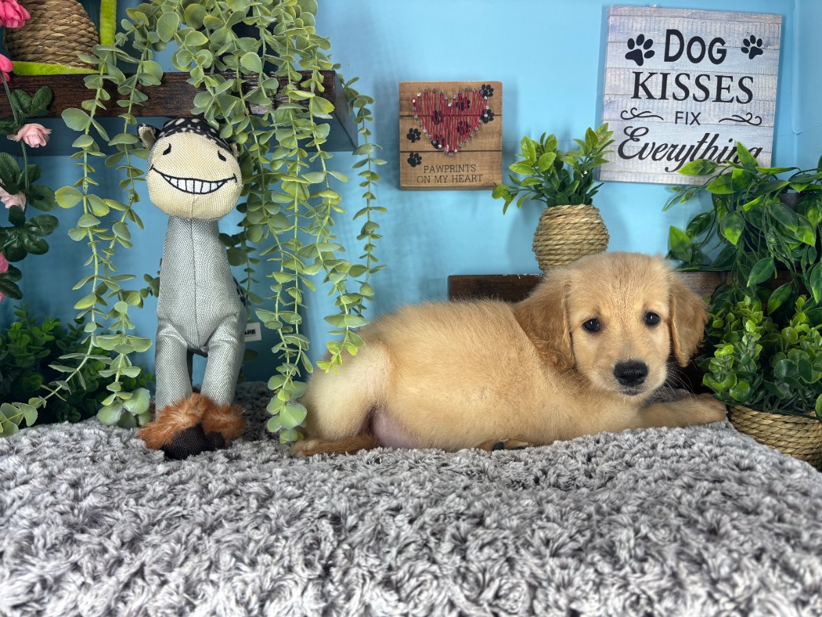 Connecticut puppies for sale