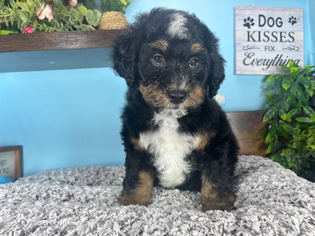 Connecticut puppies for sale