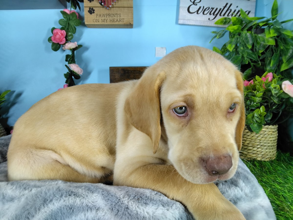 Connecticut puppies for sale