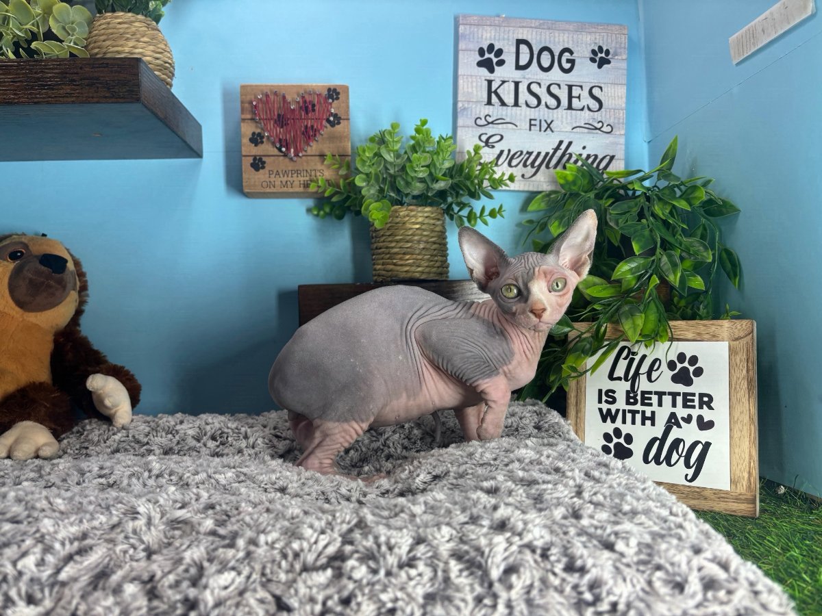Connecticut kittens for sale