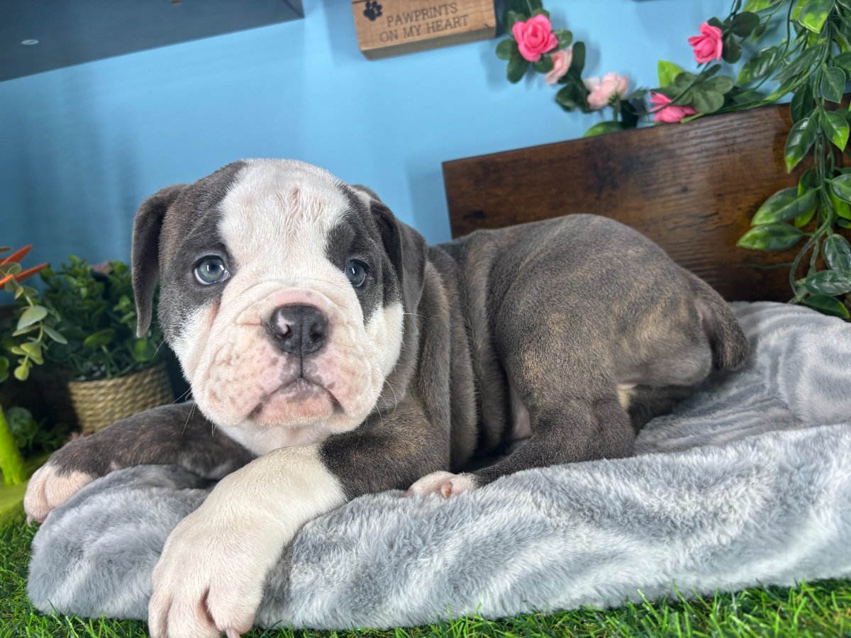 Connecticut puppies for sale
