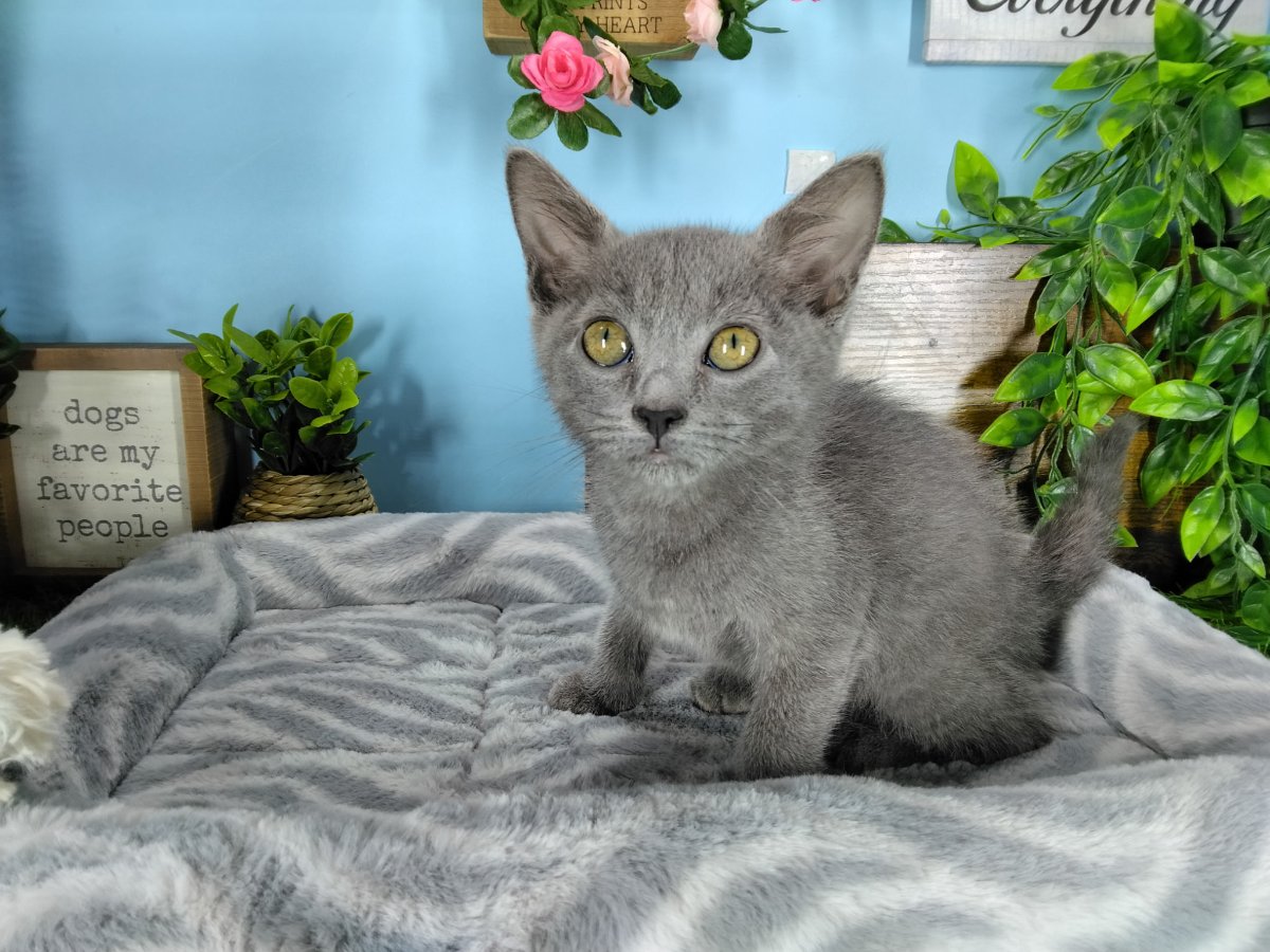 Connecticut kittens for sale