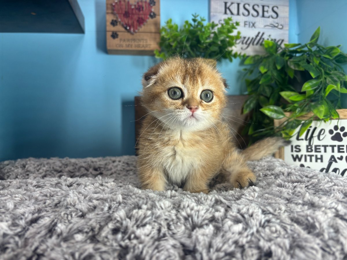 Connecticut kittens for sale