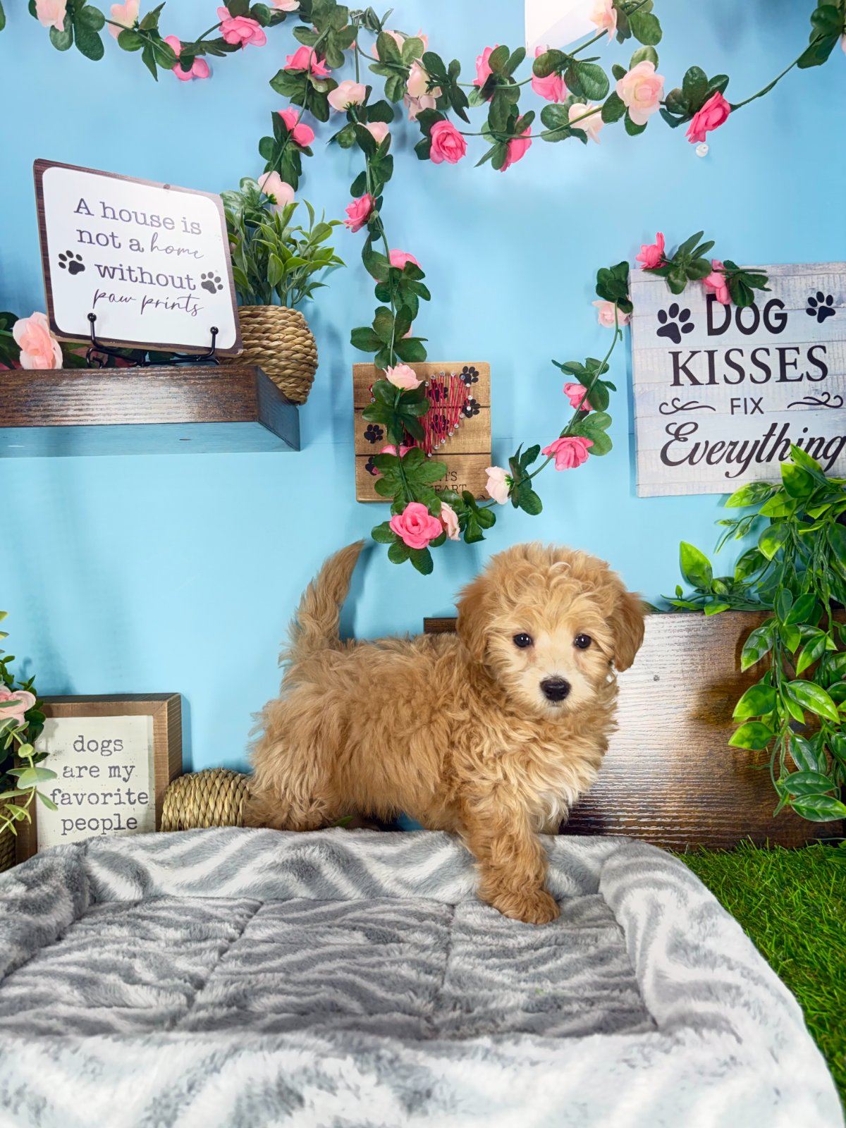 Connecticut puppies for sale