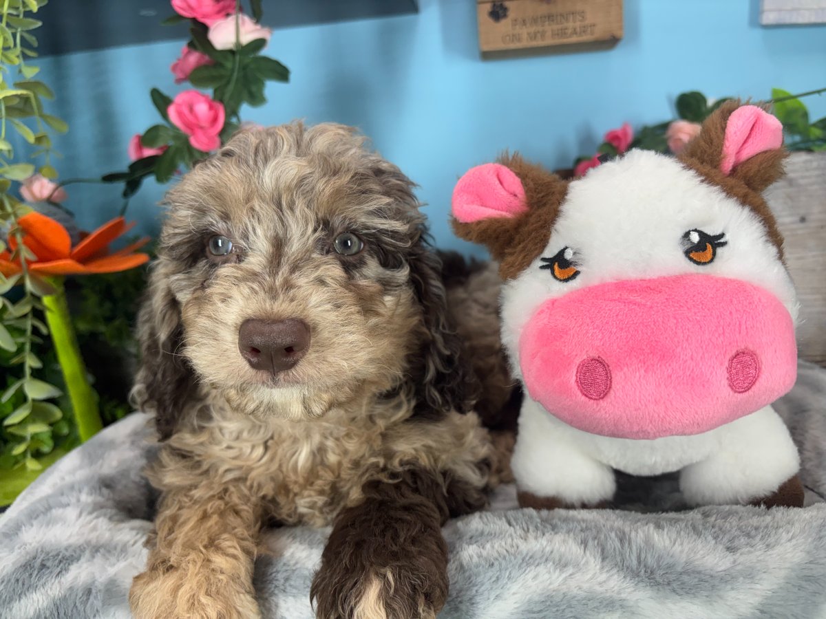 Connecticut puppies for sale