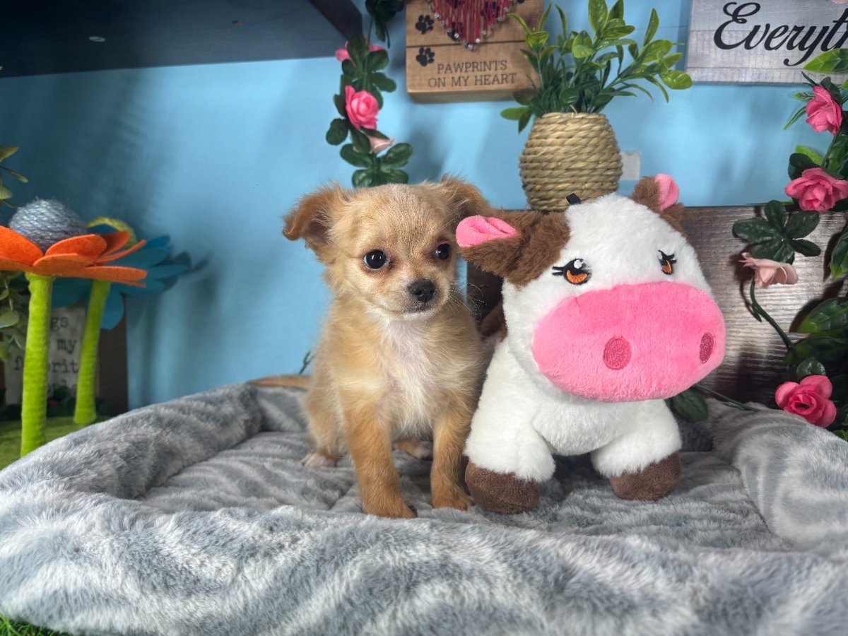 Connecticut puppies for sale