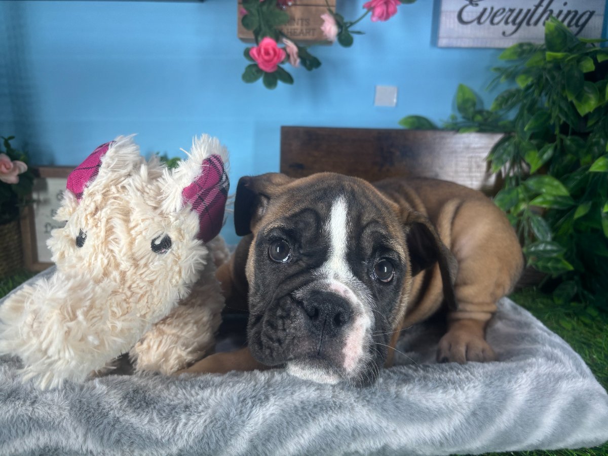 English Bulldog puppies for sale Connecticut