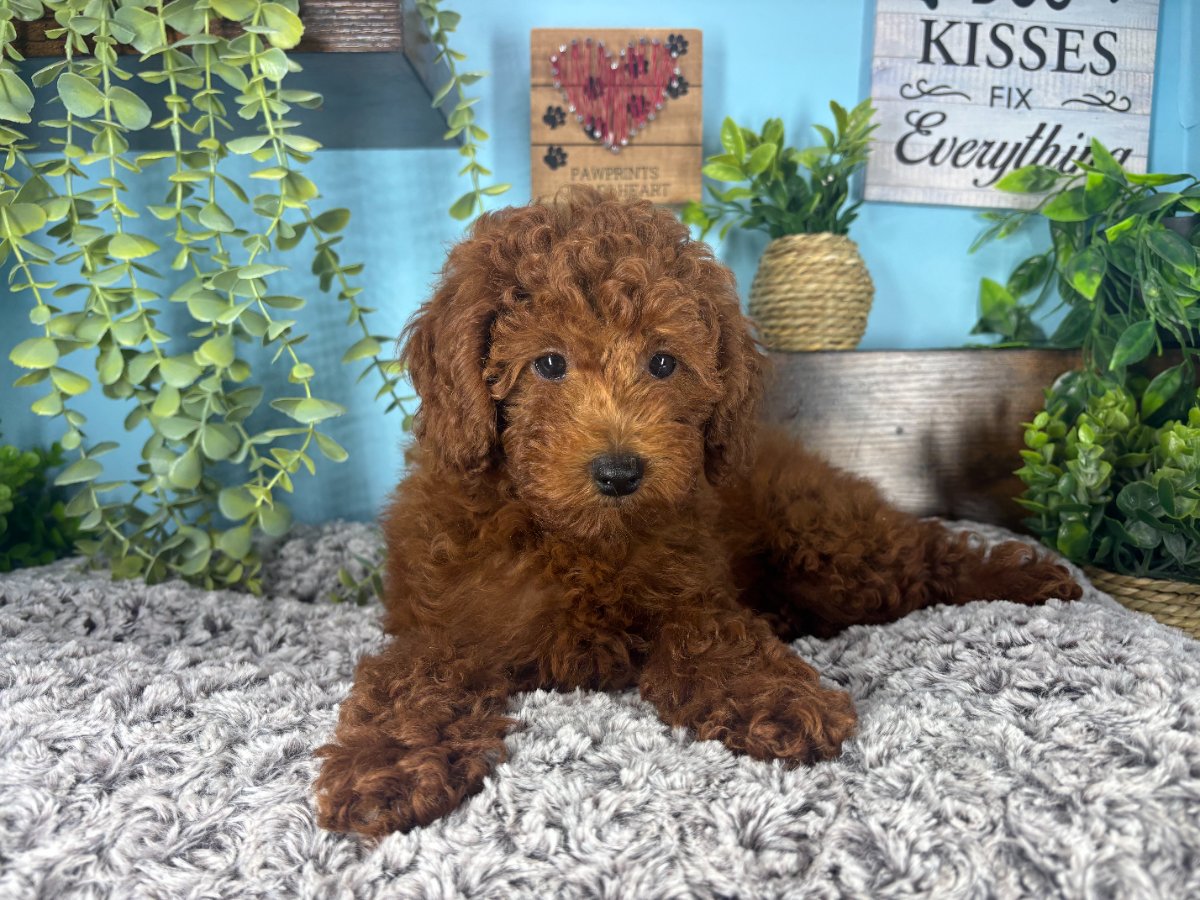 Connecticut puppies for sale