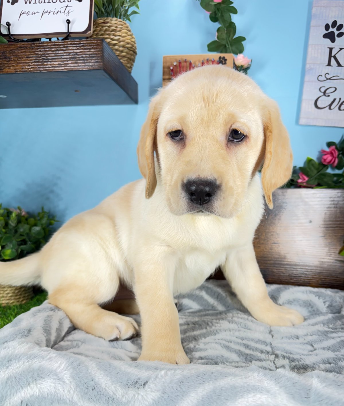 Connecticut puppies for sale