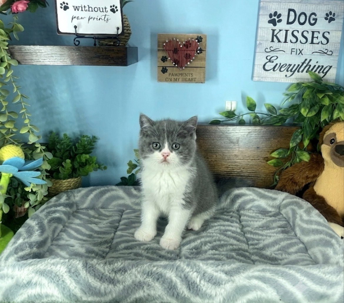 British Shorthair kittens for sale Connecticut