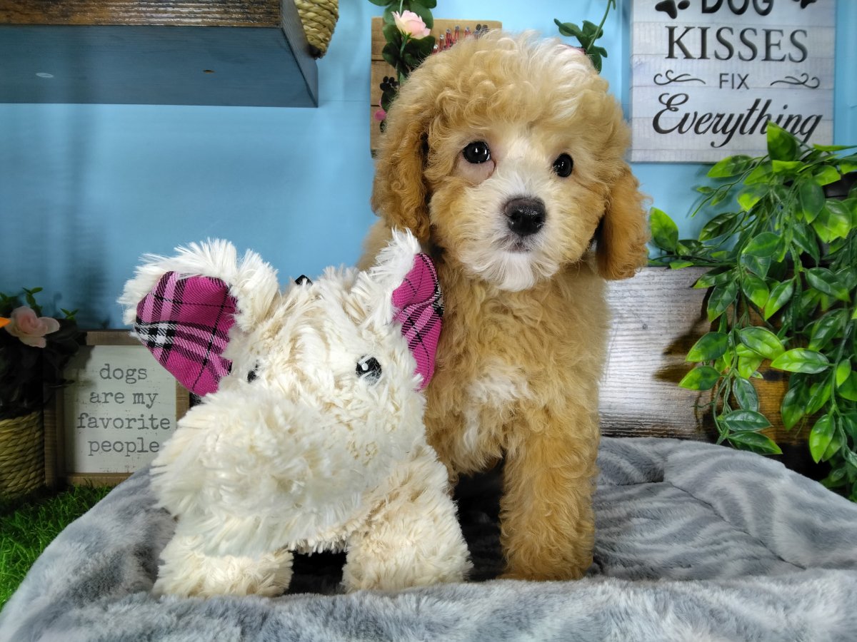 Connecticut puppies for sale