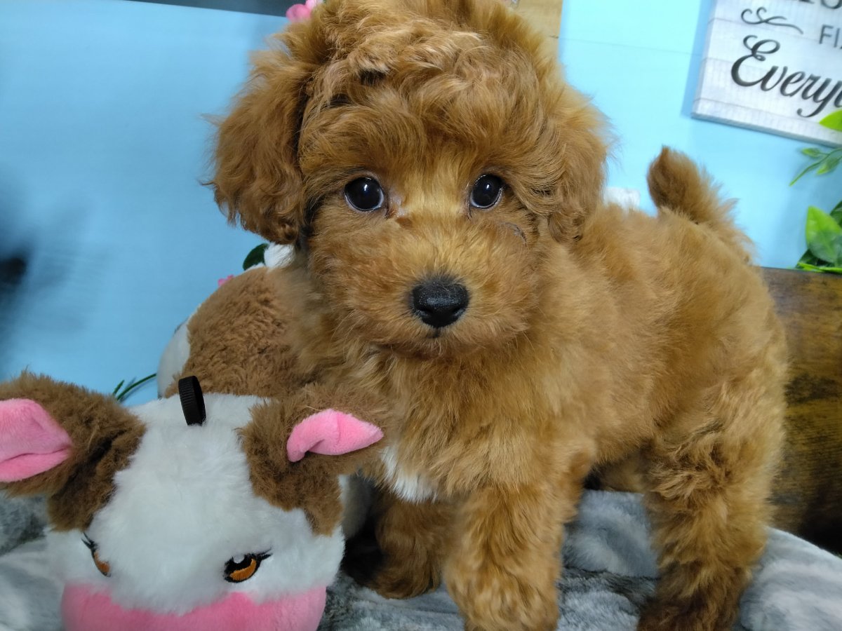Connecticut puppies for sale