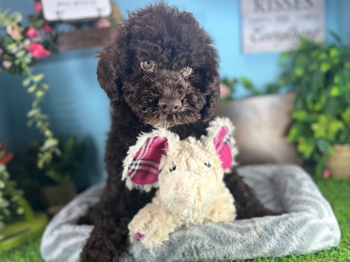 Connecticut puppies for sale