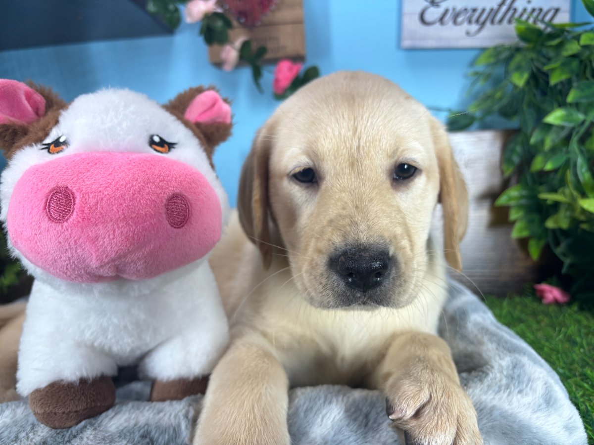 Labrador Retriever puppies for sale Connecticut
