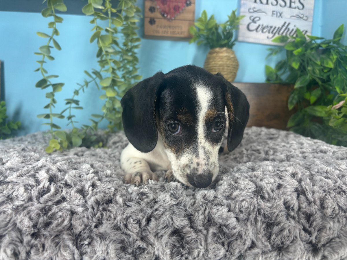 Dachshund puppies for sale Connecticut