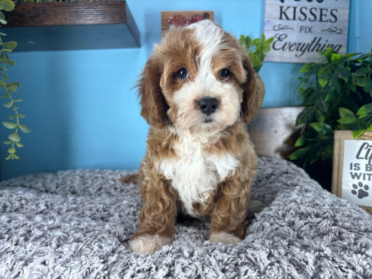 Connecticut puppies for sale