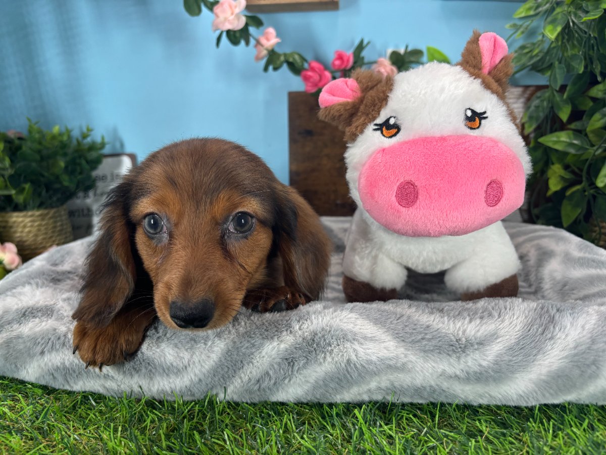 Connecticut puppies for sale