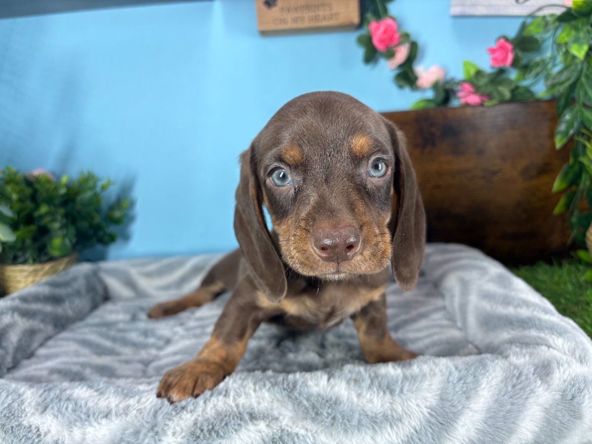 Connecticut puppies for sale
