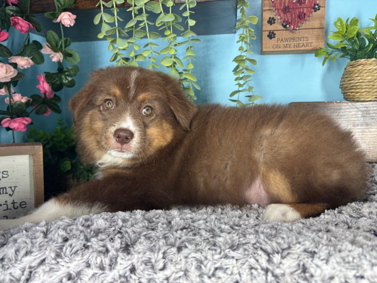 Connecticut puppies for sale