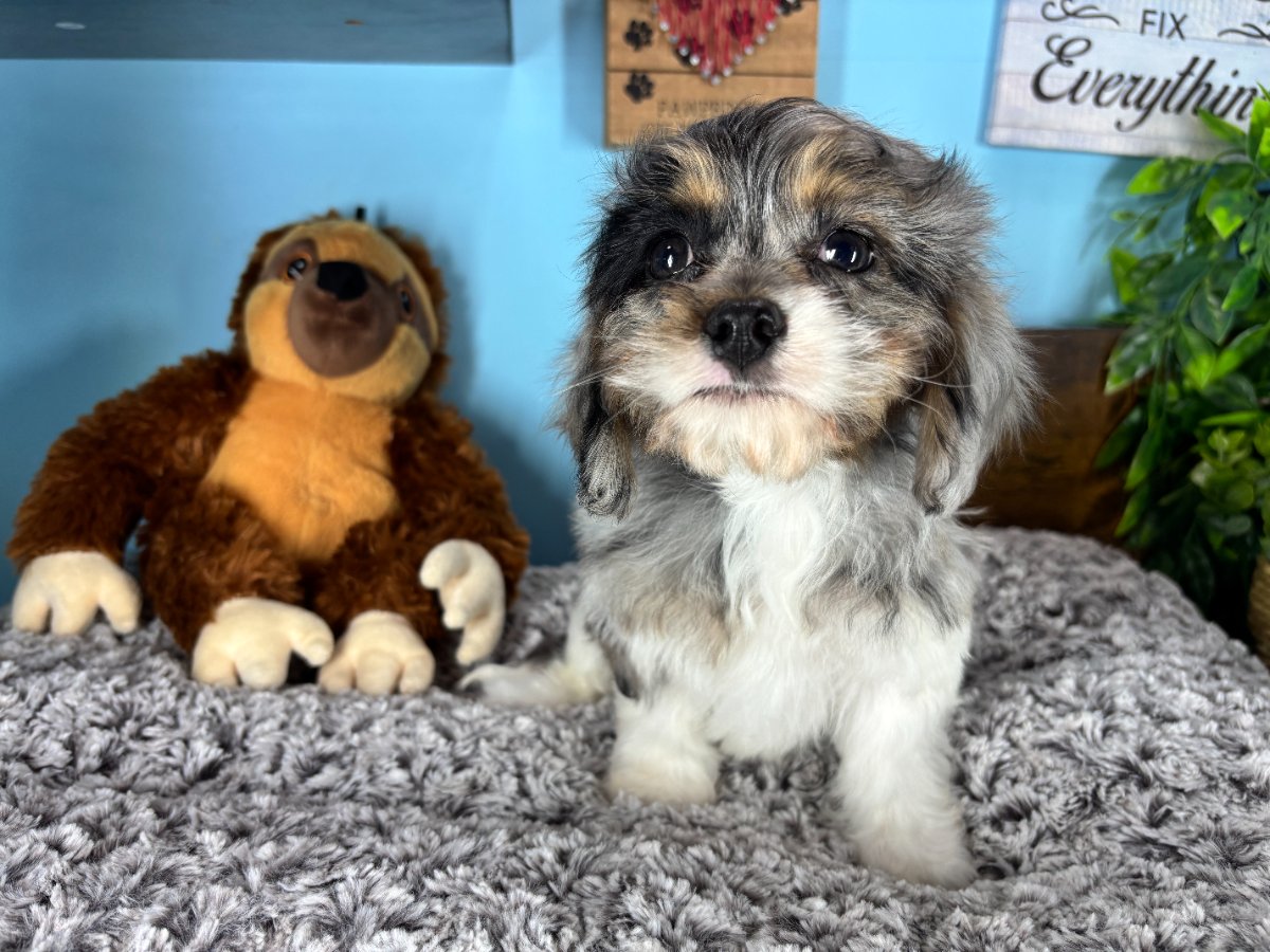 Connecticut puppies for sale
