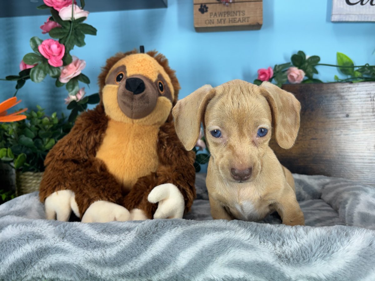 Connecticut puppies for sale