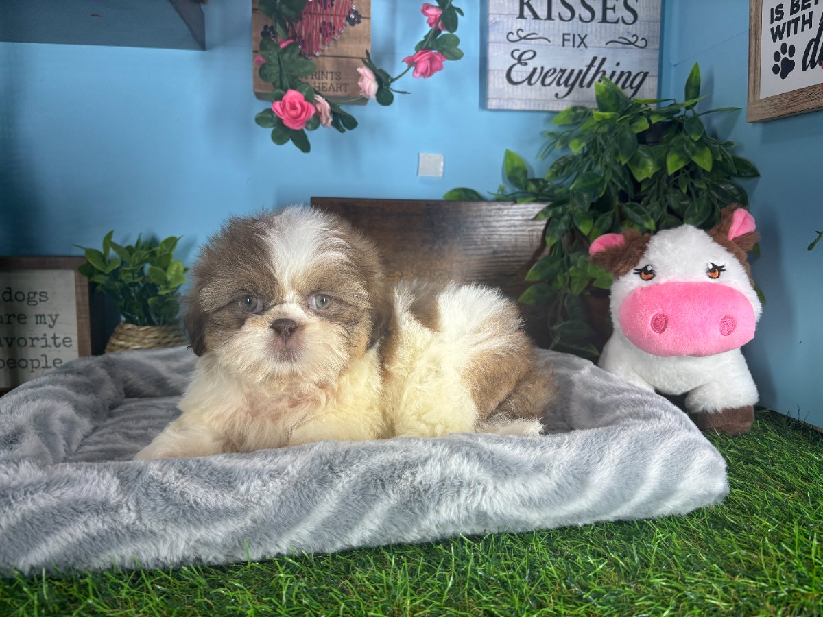 Connecticut puppies for sale