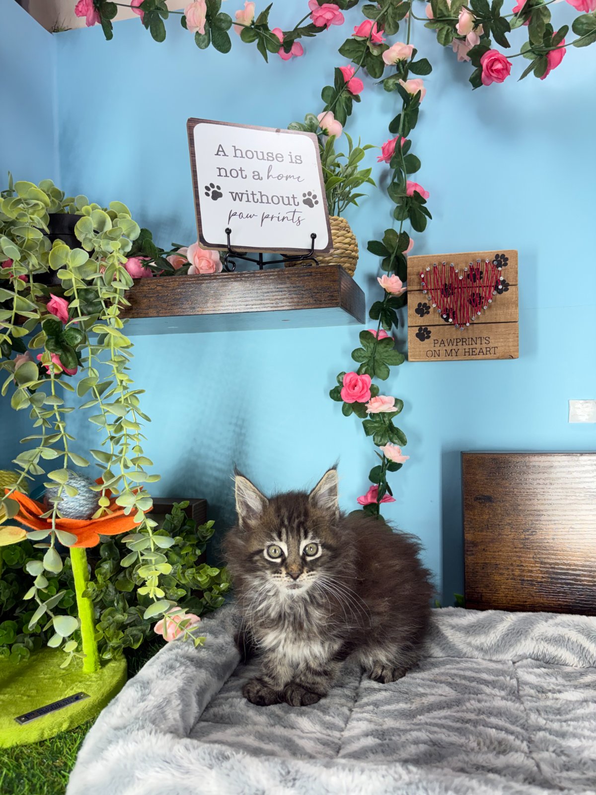 Connecticut kittens for sale