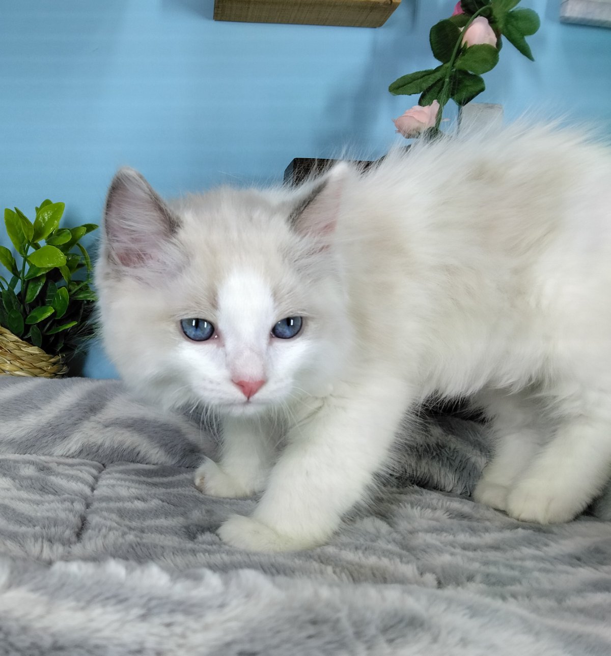 Ragamuffin kittens for sale Connecticut