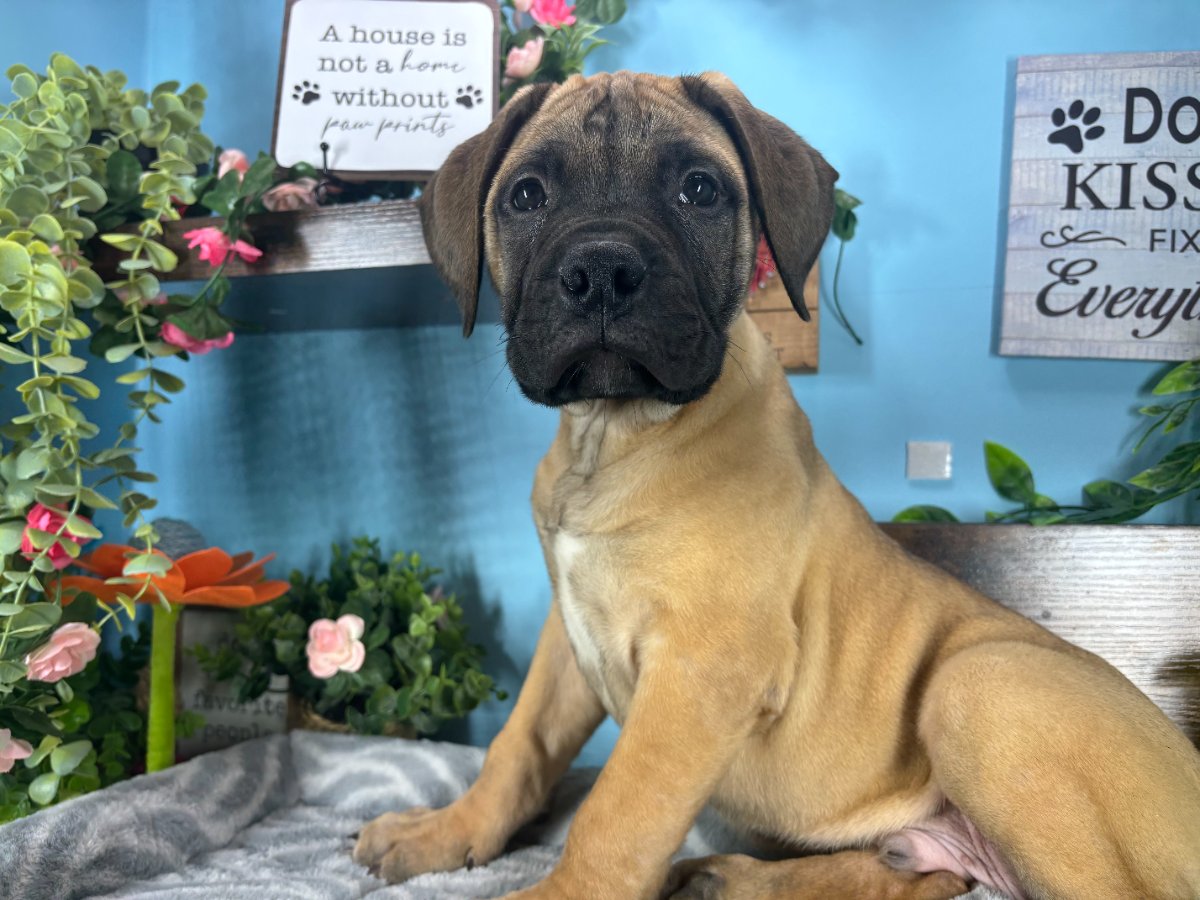 Connecticut puppies for sale
