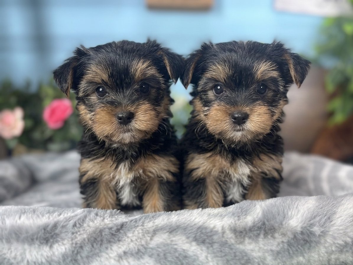 Connecticut puppies for sale