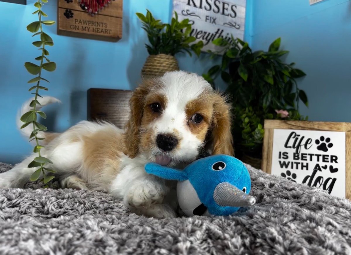 Connecticut puppies for sale