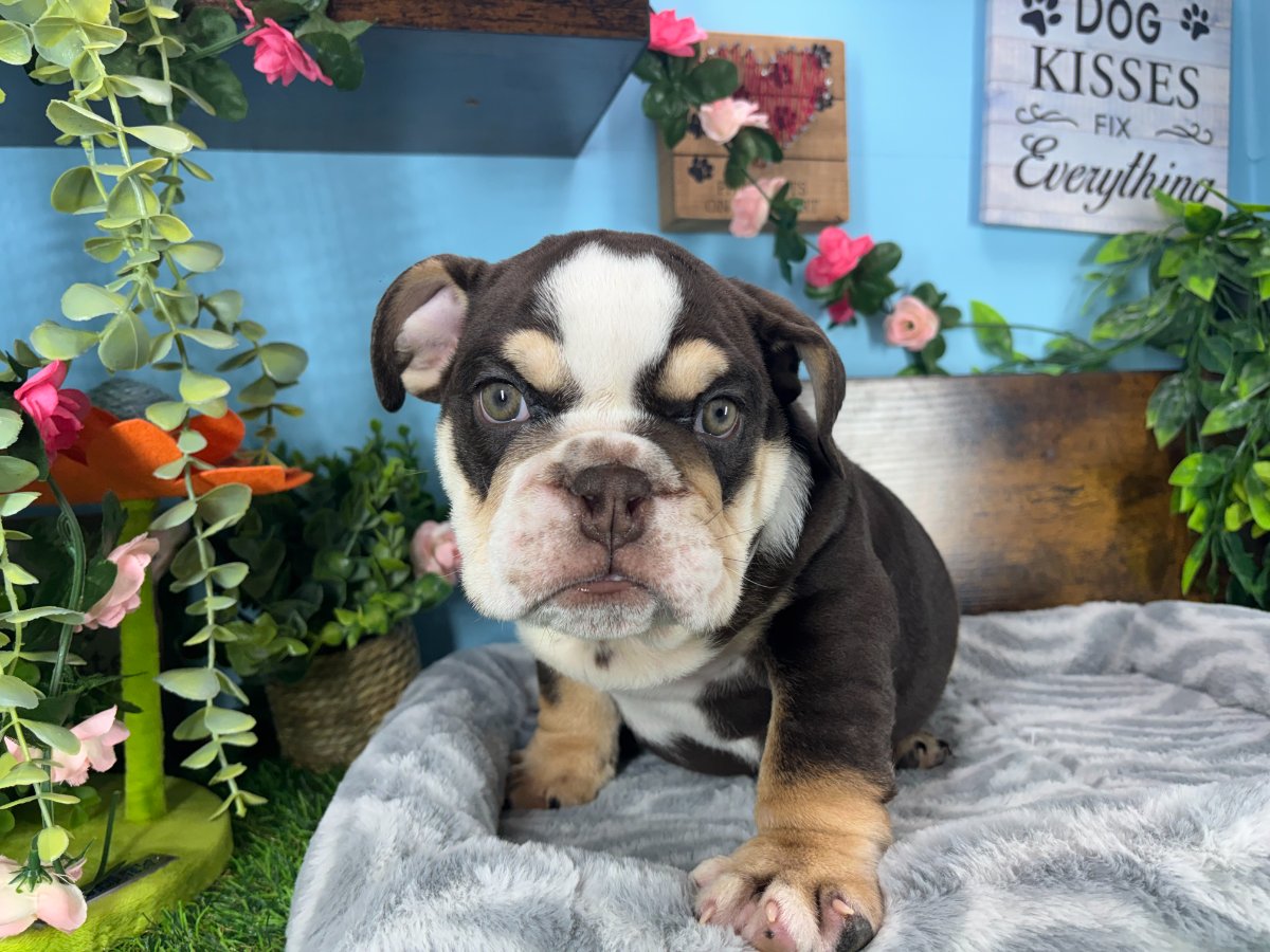 English Bulldog puppies for sale Connecticut