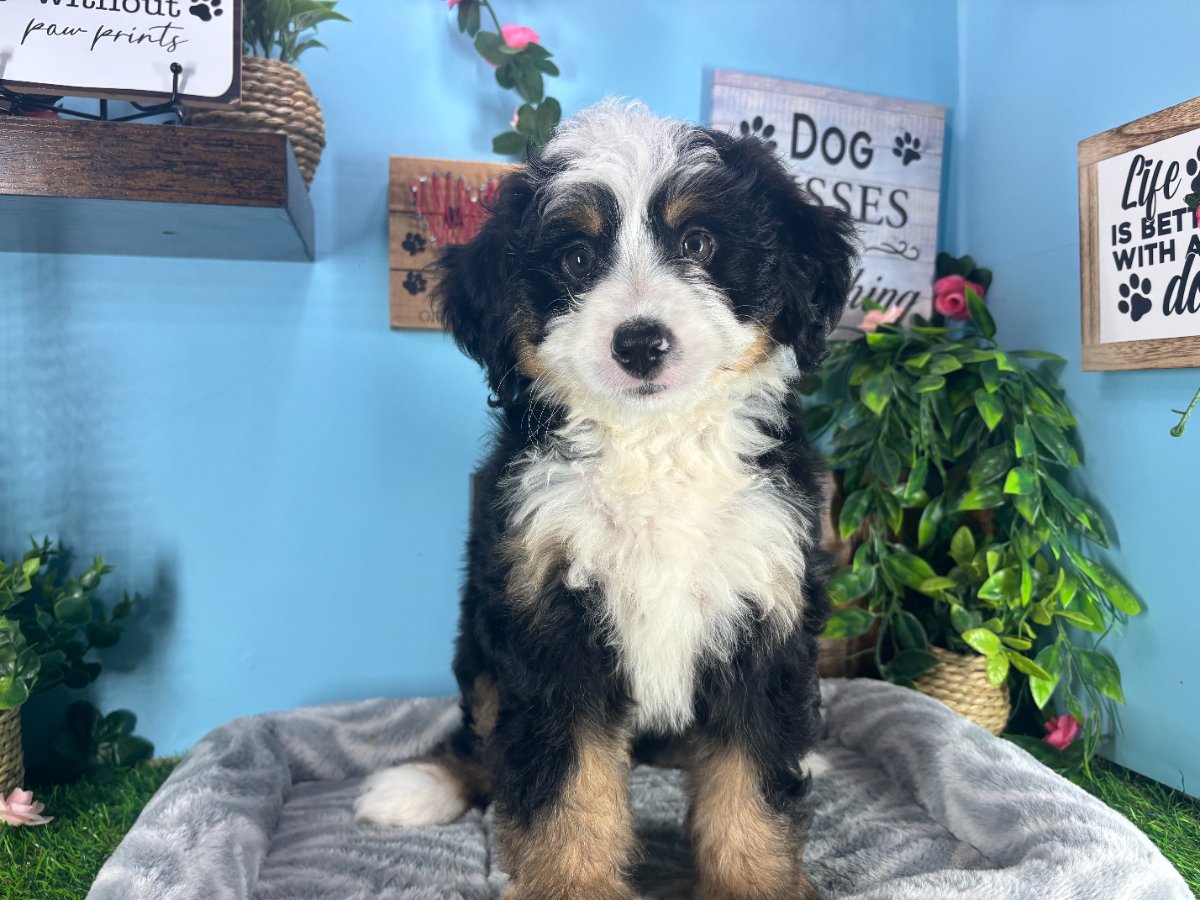 Connecticut puppies for sale