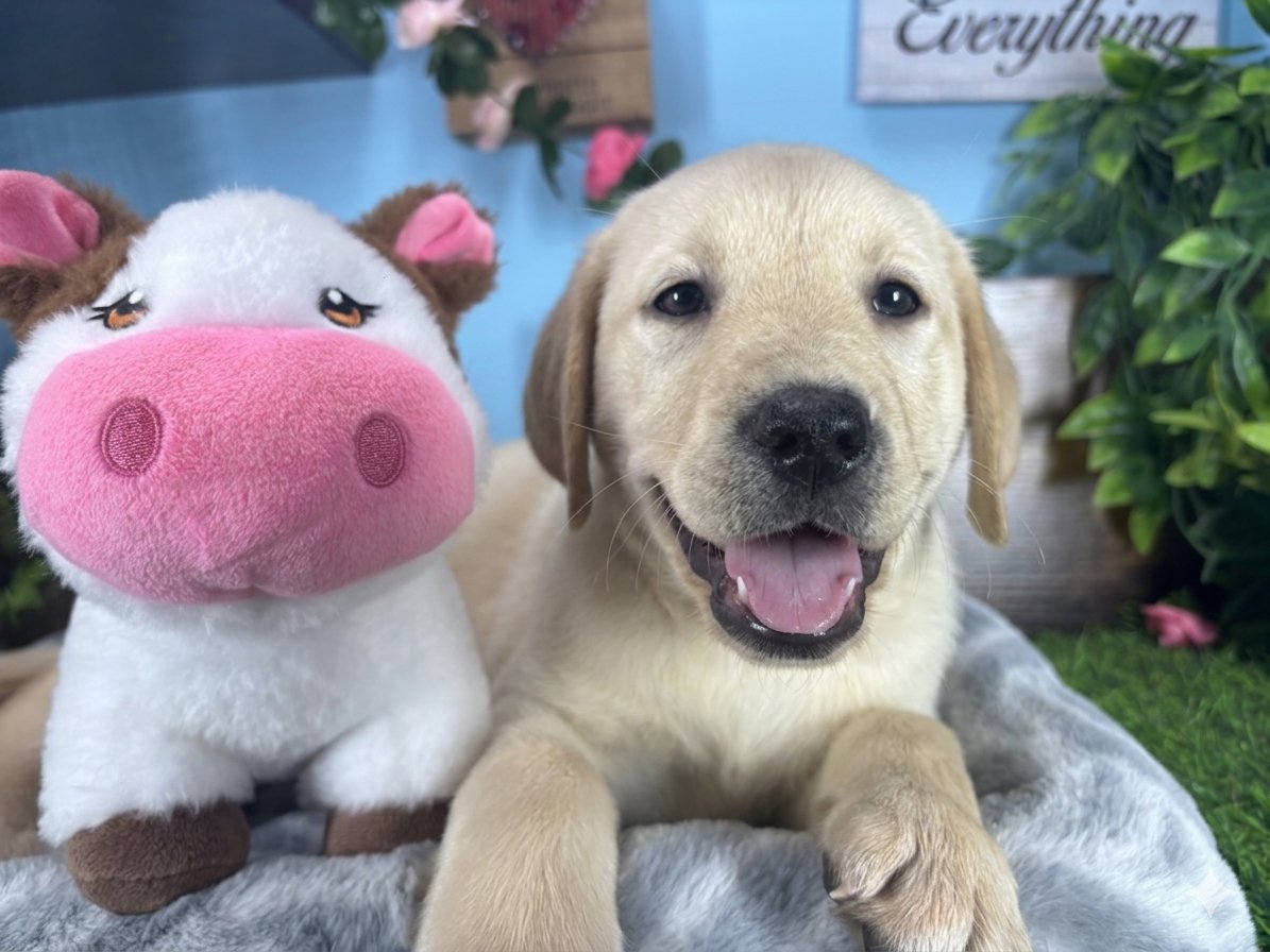 Labrador Retriever puppies for sale Connecticut