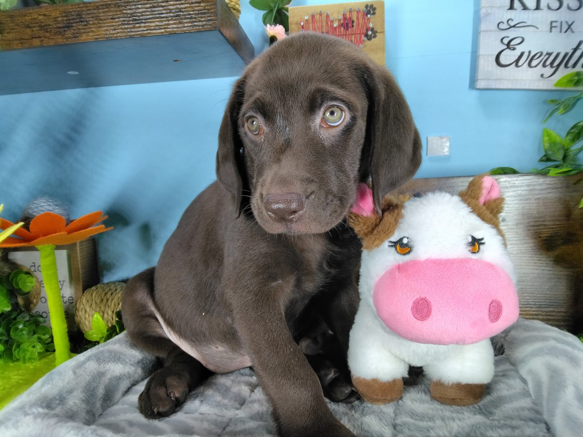 Connecticut puppies for sale