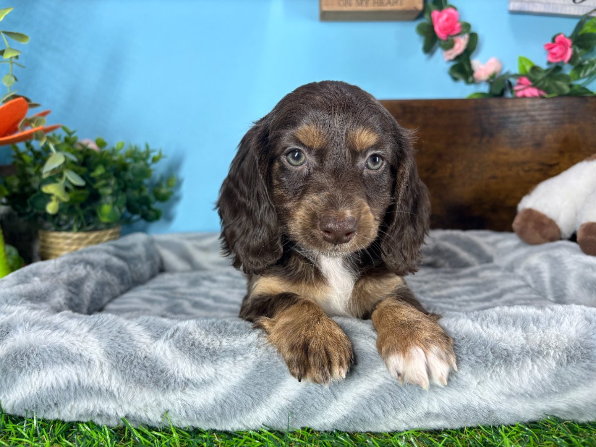 Connecticut puppies for sale