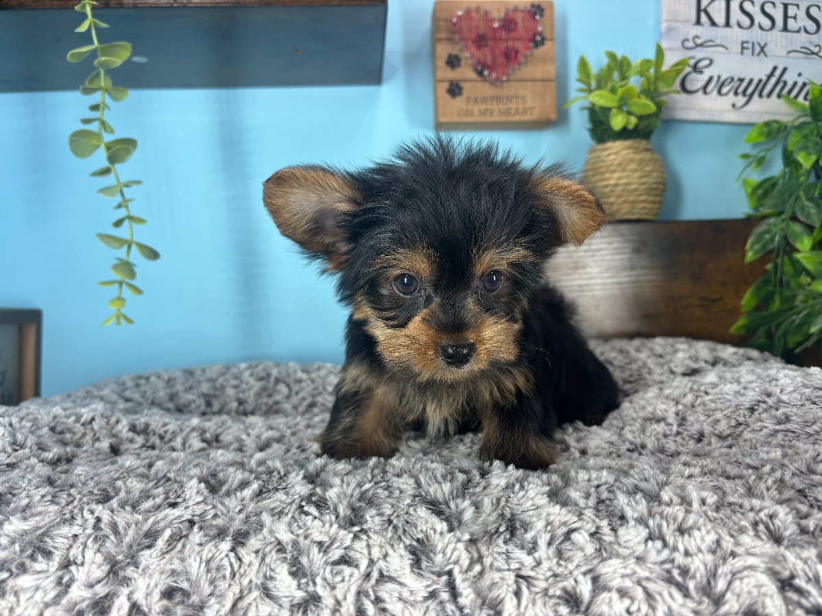 Yorkshire Terrier puppies for sale Connecticut