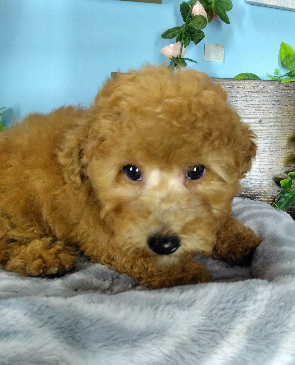Connecticut puppies for sale
