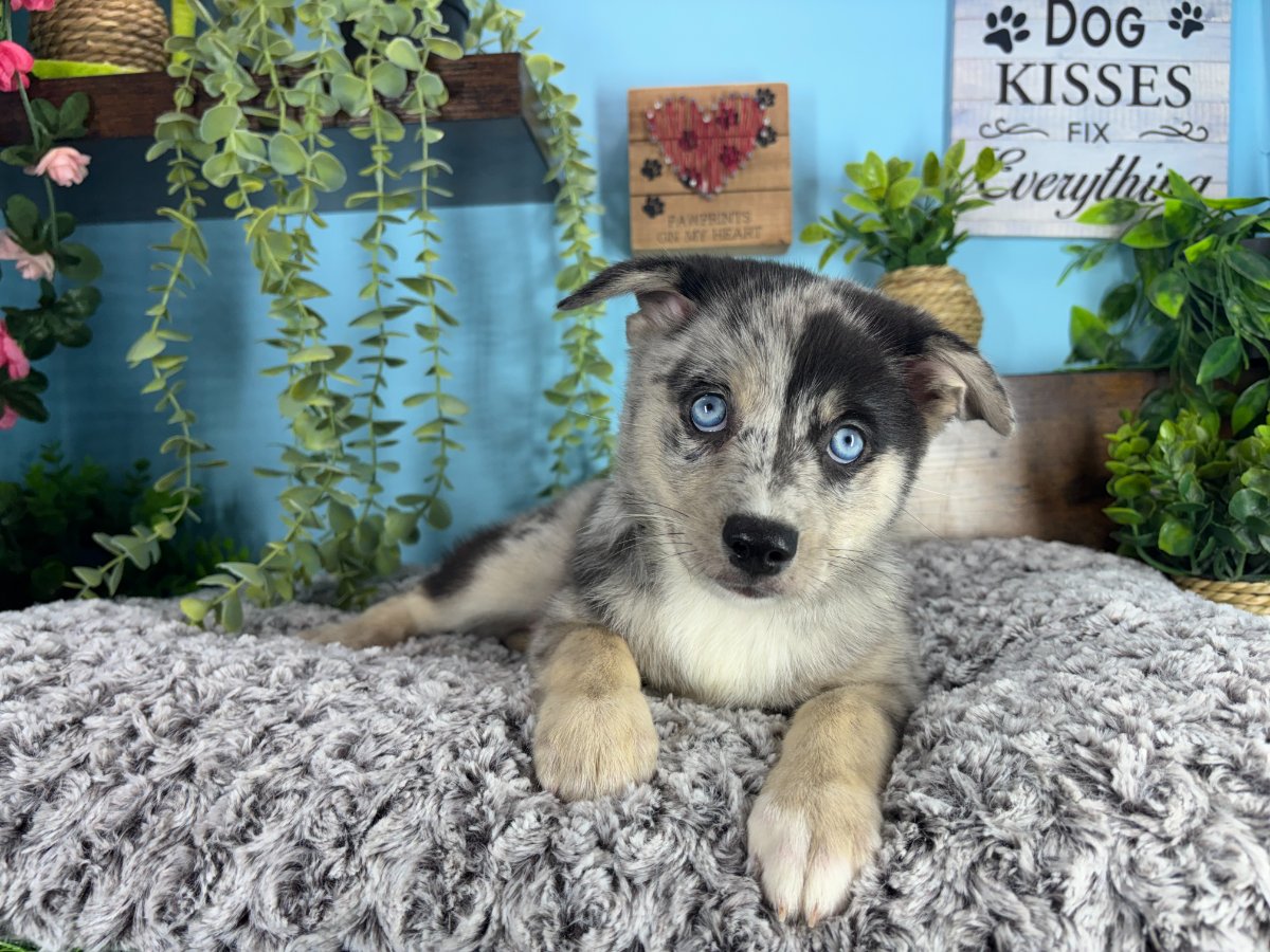 Connecticut puppies for sale
