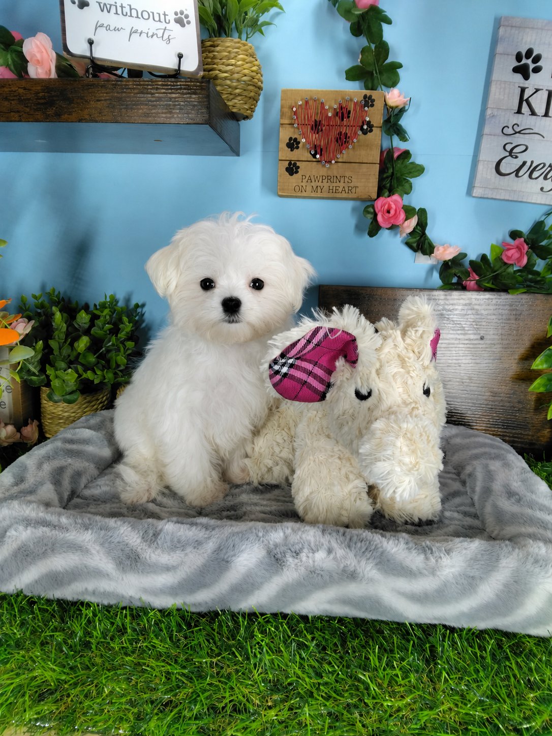 Connecticut puppies for sale