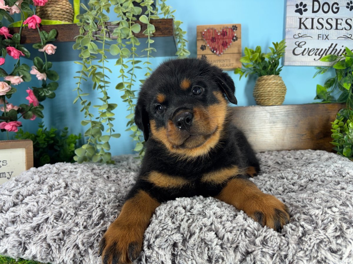 Connecticut puppies for sale