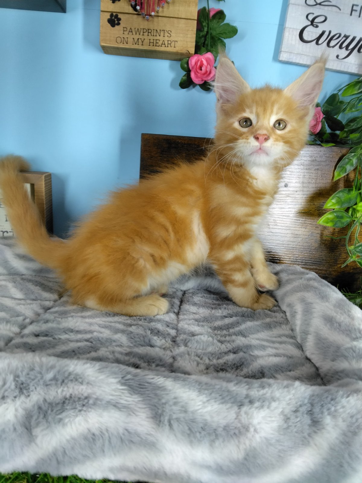 Connecticut kittens for sale