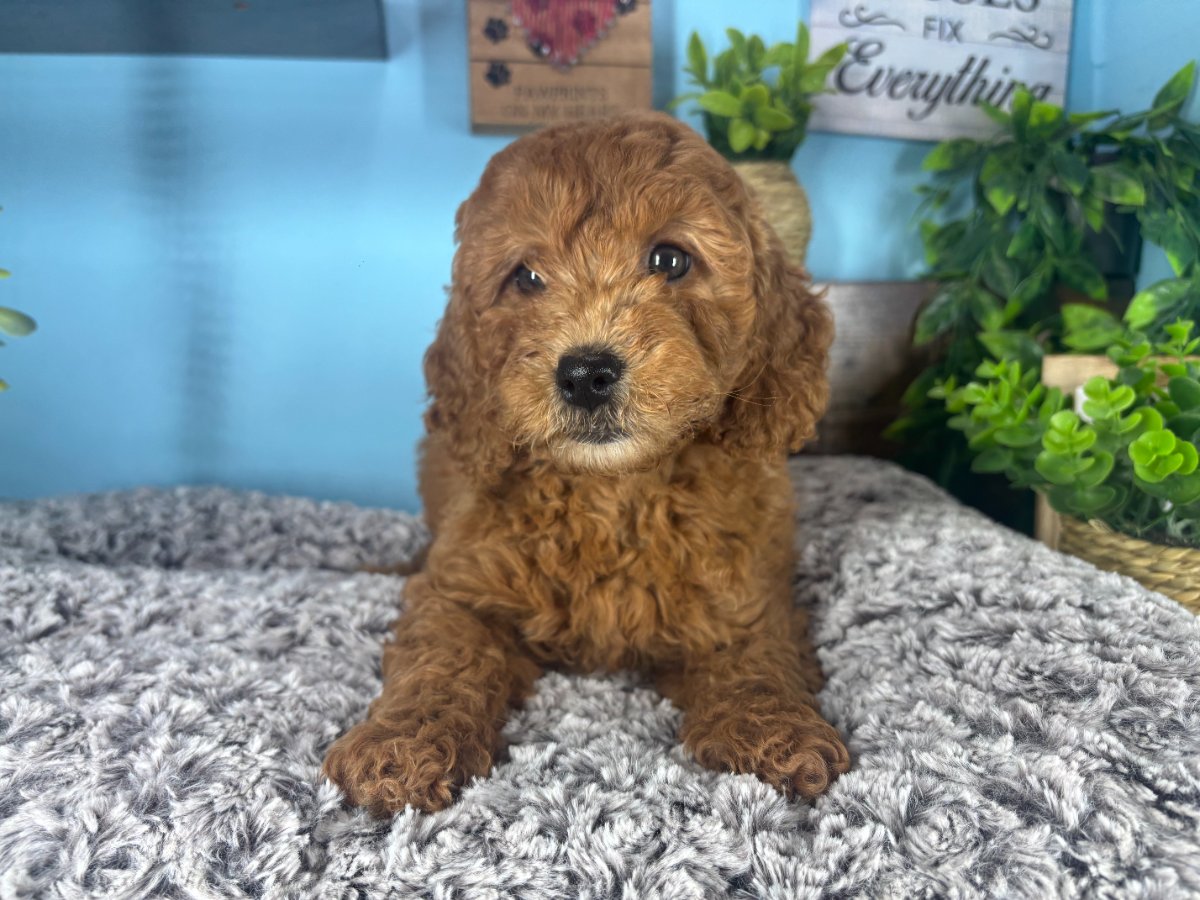 Mini Goldendoodle puppies for sale Connecticut