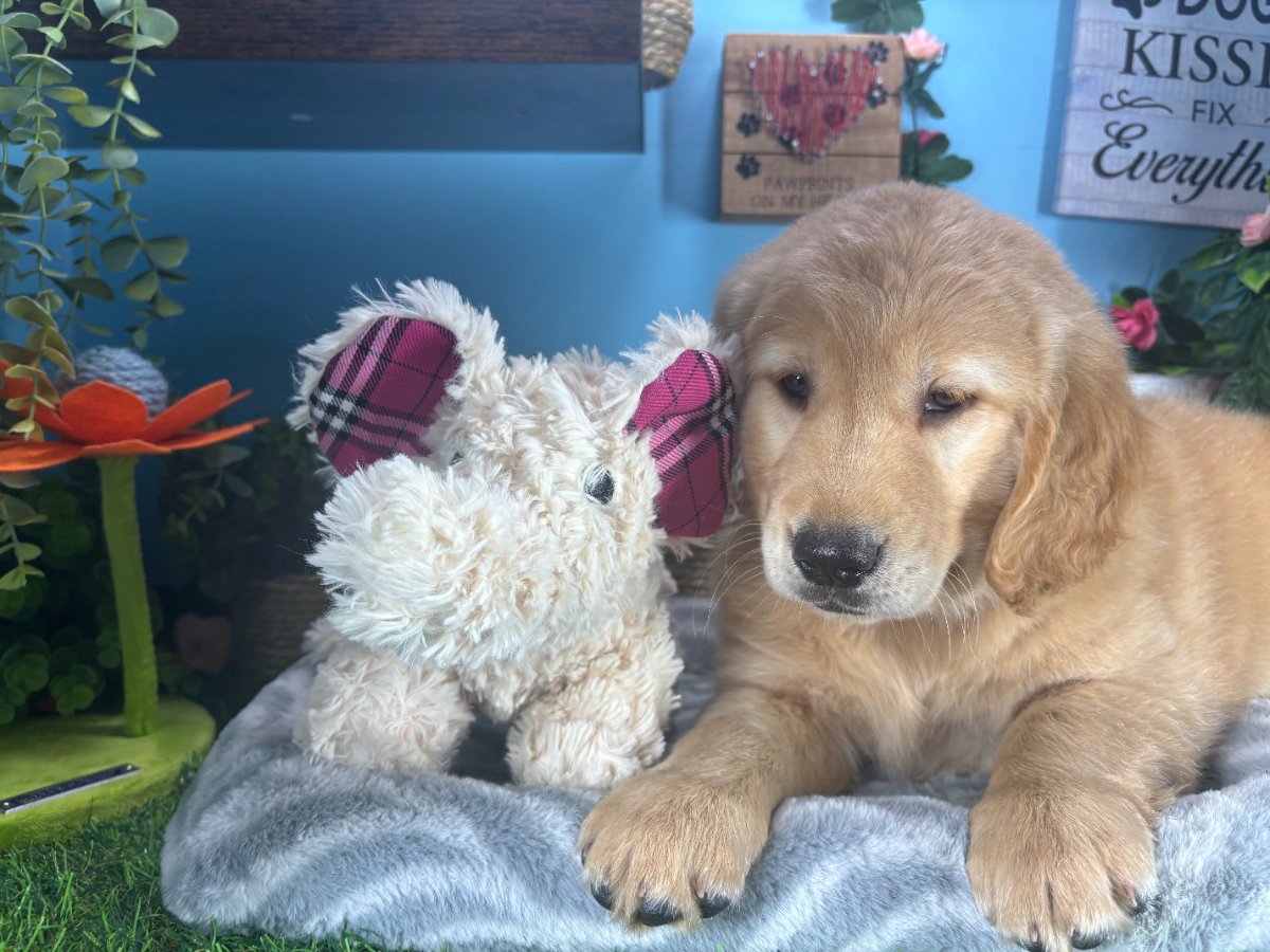 Connecticut puppies for sale