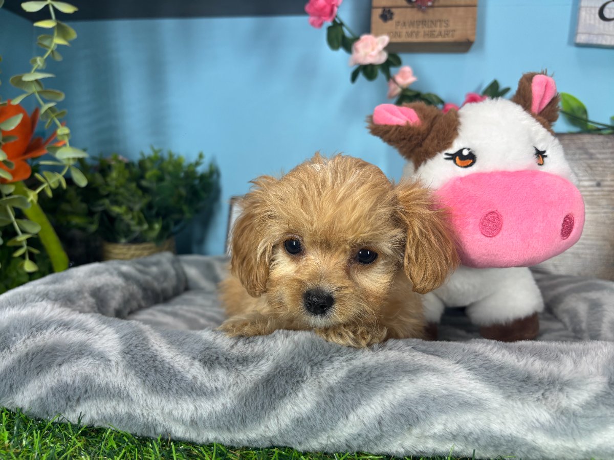 Connecticut puppies for sale