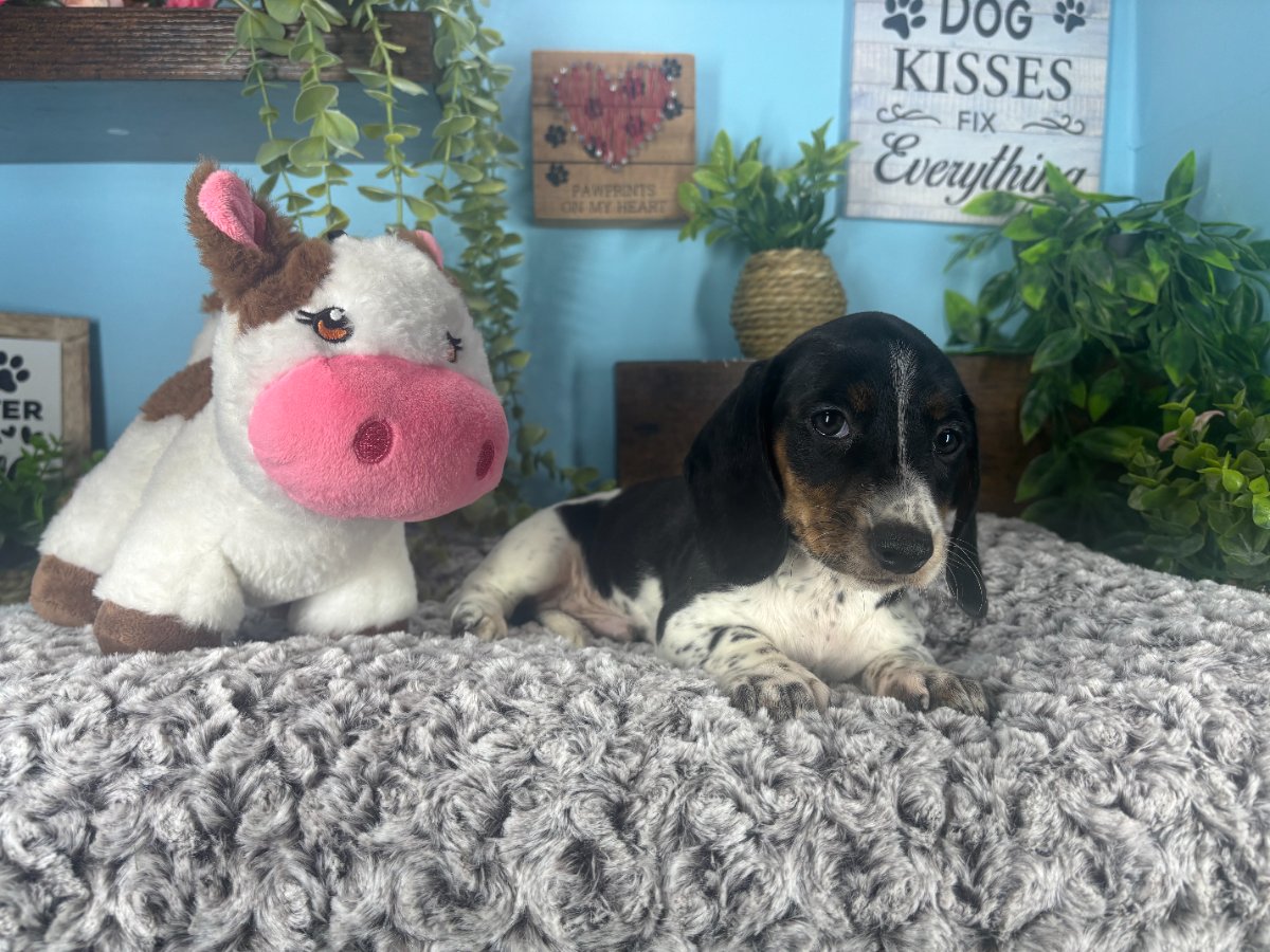 Connecticut puppies for sale