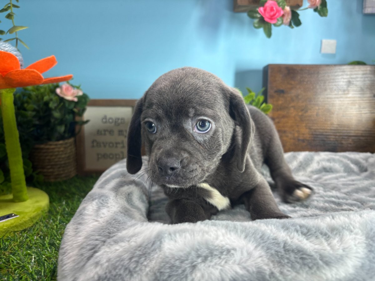 Connecticut puppies for sale