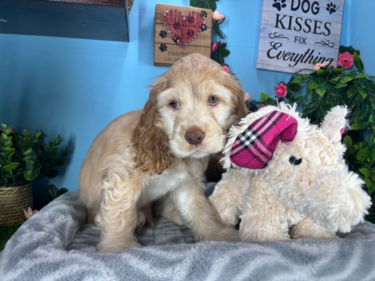 Connecticut puppies for sale