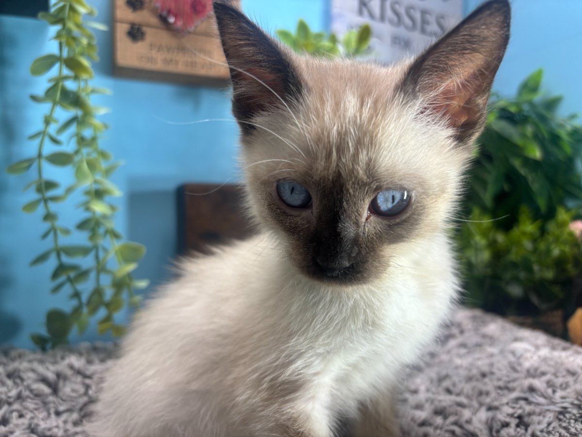 Connecticut kittens for sale